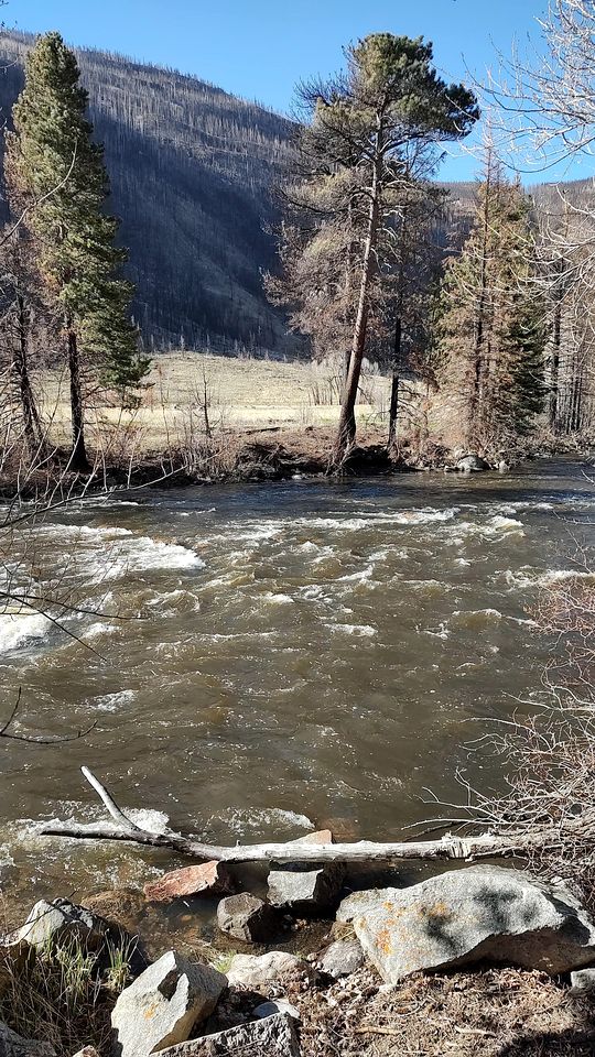 Cozy, Pet Friendly Cabin Deep in the Mountains for a Serene Getaway of Wilderness and Wildlife