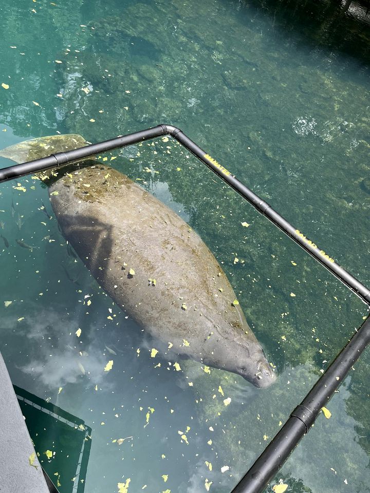 Incredible Cottage with Fantastic Sights in Weeki Wachee, Florida