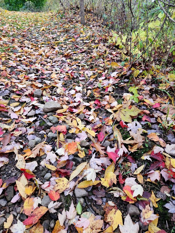 Charming Creekside Log Cabin with Wood Burning Stove Overlooking the Neshannock Creek, Western PA