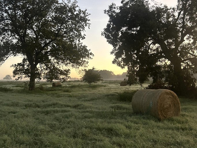 Tree Houses (United States of America, Forestburg, Texas)