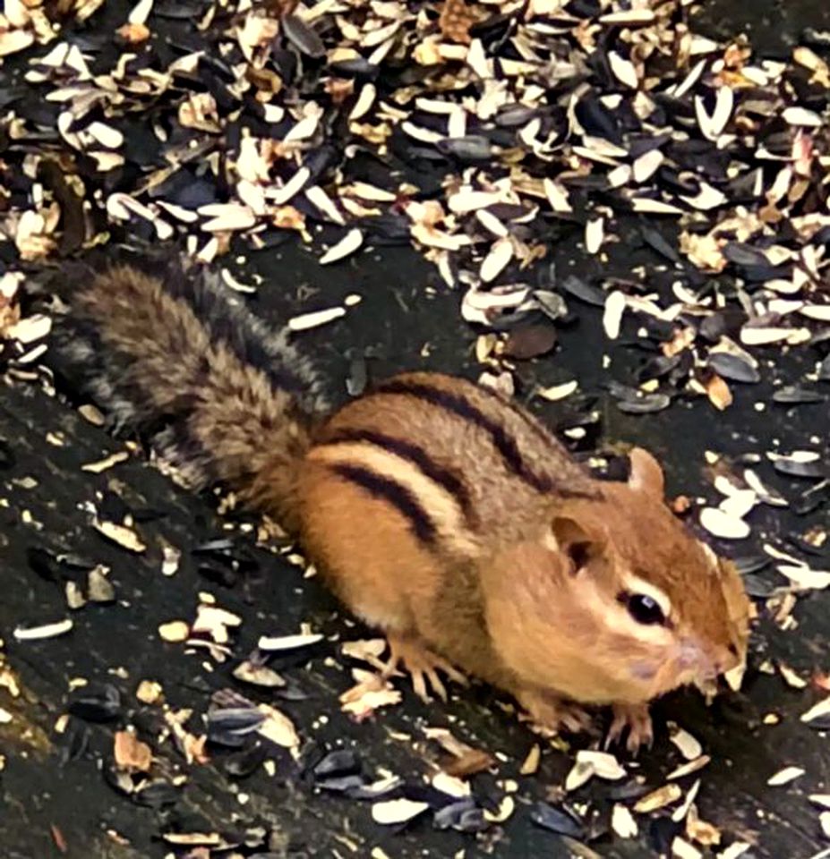 Rustic Studio Cabin Rental in the Heart of the White Mountains in New Hampshire