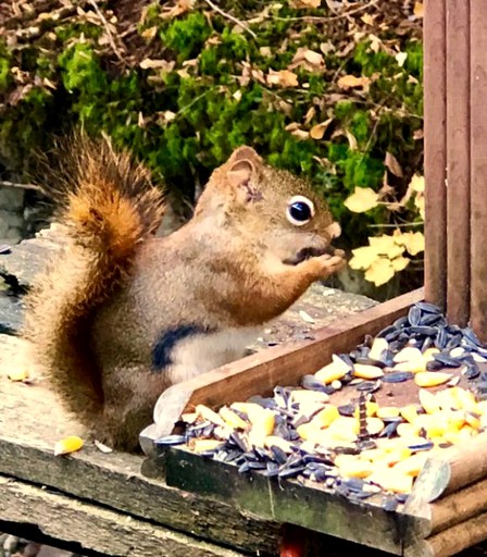 Cabins (United States of America, Lisbon, New Hampshire)