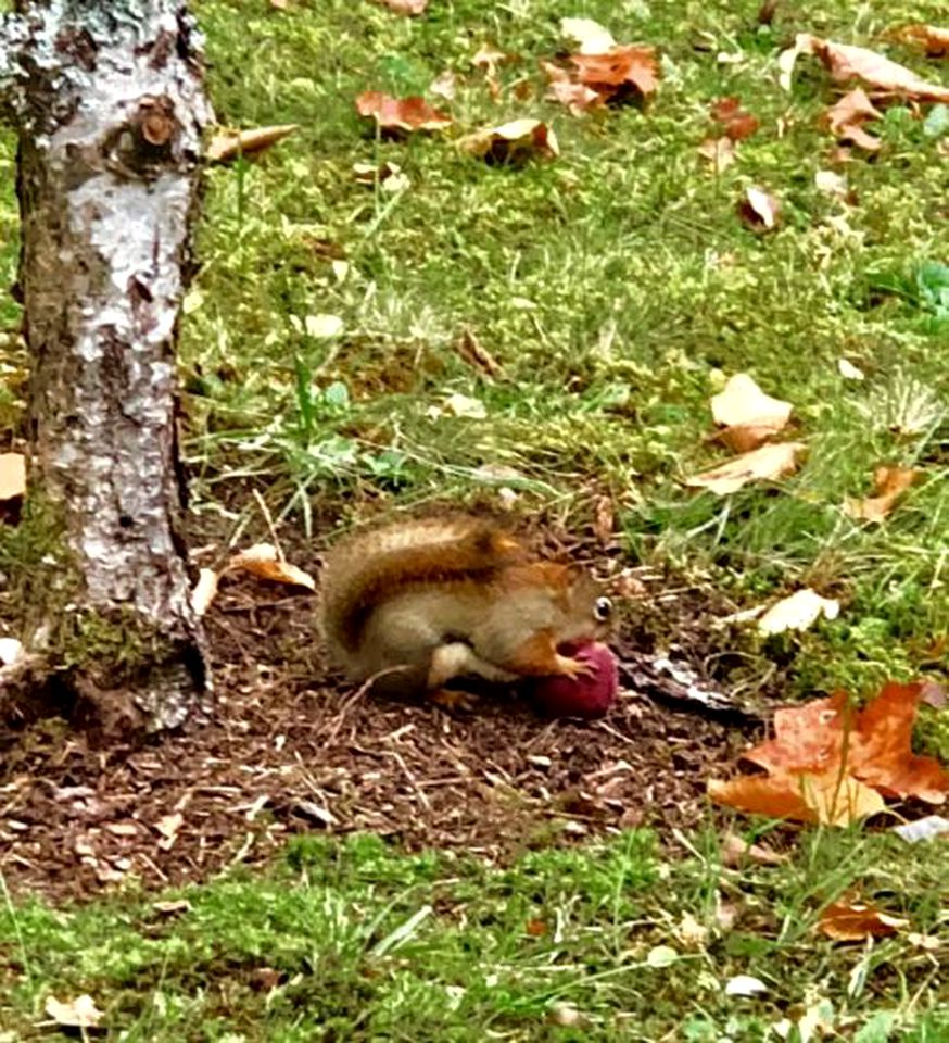 Rustic Studio Cabin Rental in the Heart of the White Mountains in New Hampshire