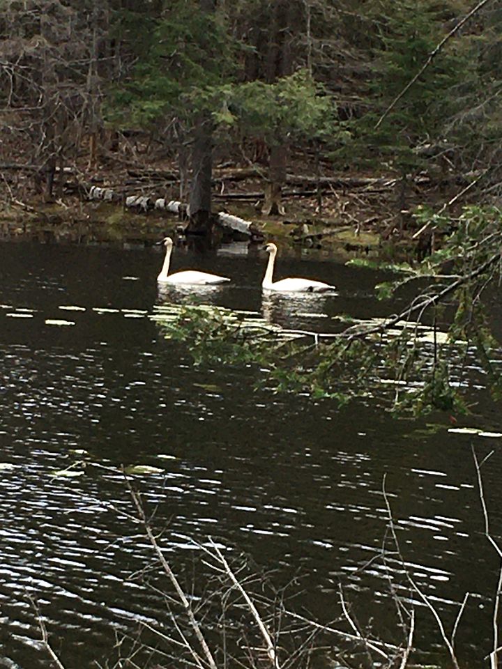 All Season Secluded Cabin Rental in the Woods near Peterborough in Ontario