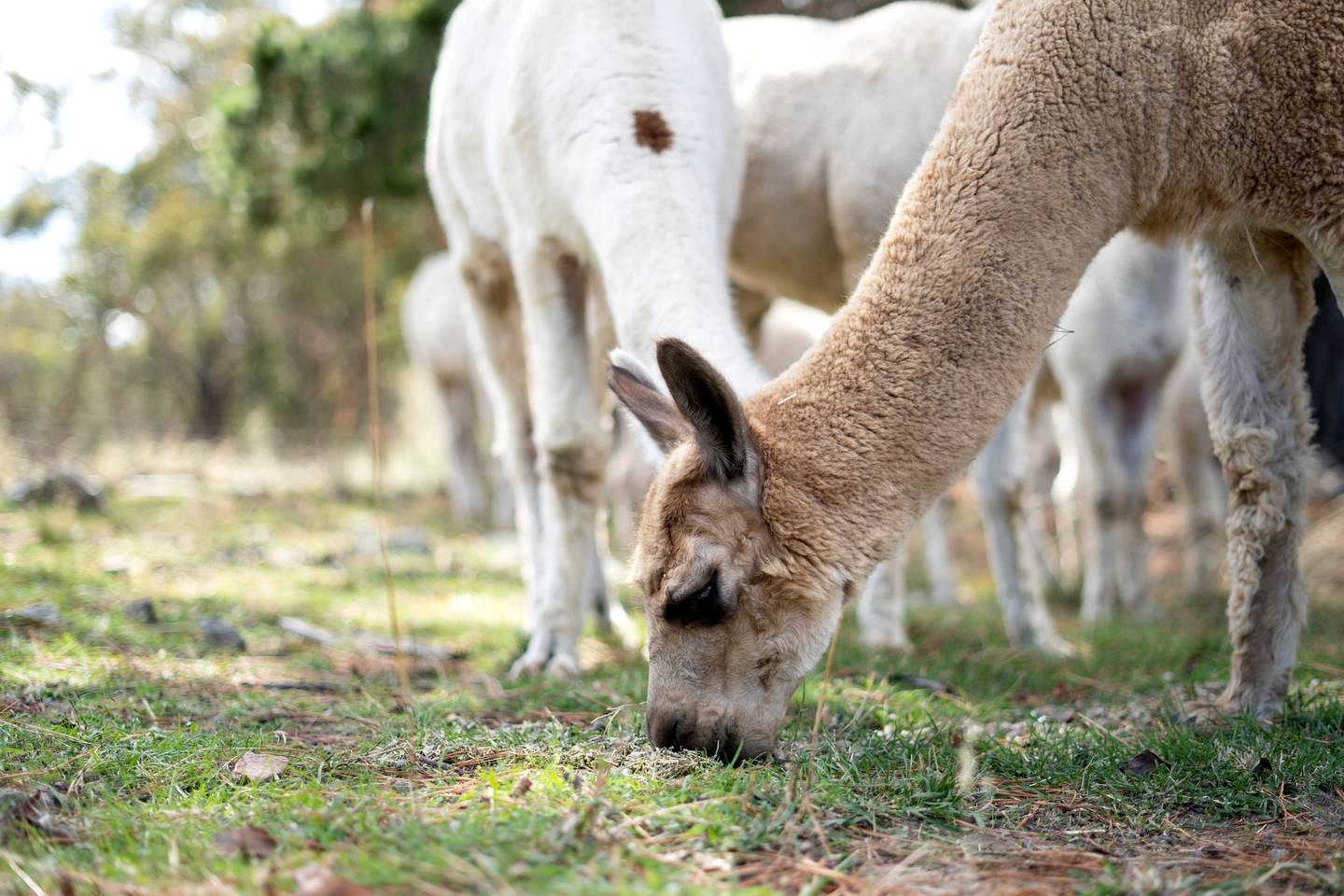 Charming Tiny Home Rental on a Working Alpaca Farm for Glamping in New South Wales