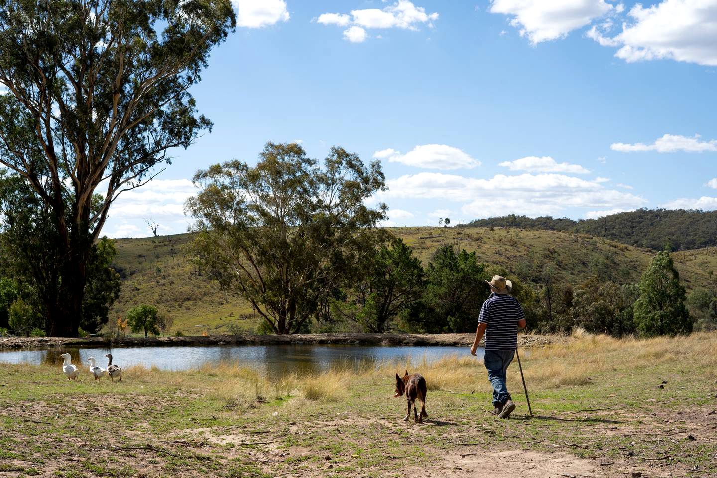 Charming Tiny Home Rental on a Working Alpaca Farm for Glamping in New South Wales