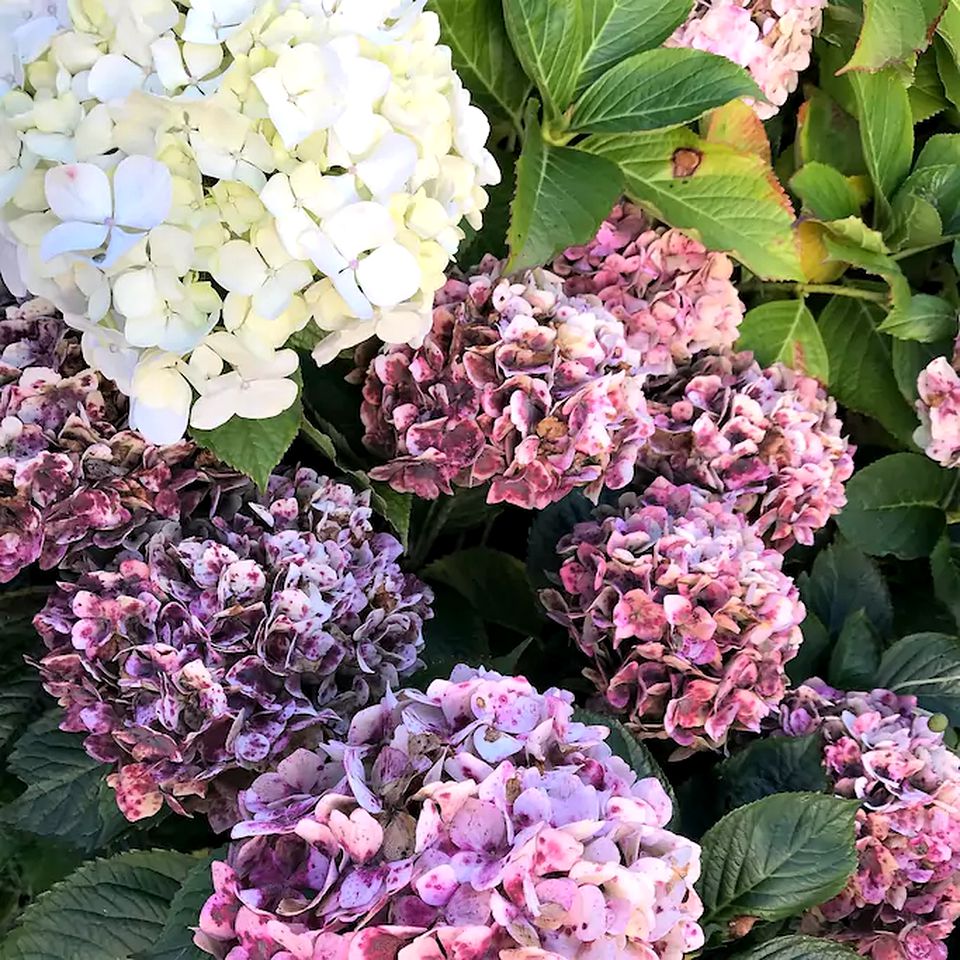 Charming Cabin Getaway near Little Akaloa Beach on the Banks Peninsula, South Island