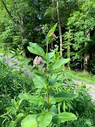 Off Grid Tiny Cabin Ideal for Couples in Burnsville, North Caroline | Cabins (Burnsville, North Carolina, United States of America)