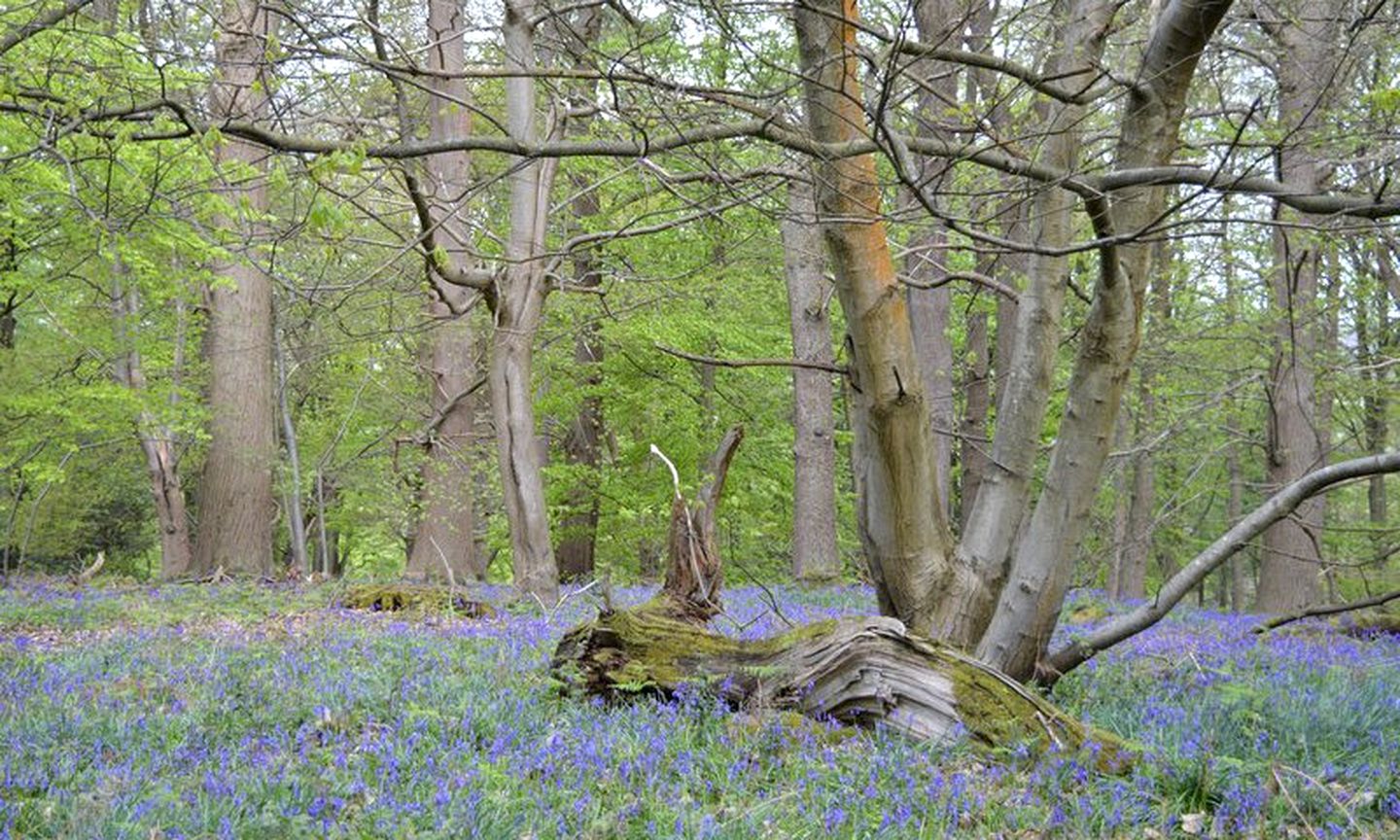 Rustic Camping Cabin for Families in South Downs National Park, East Hampshire