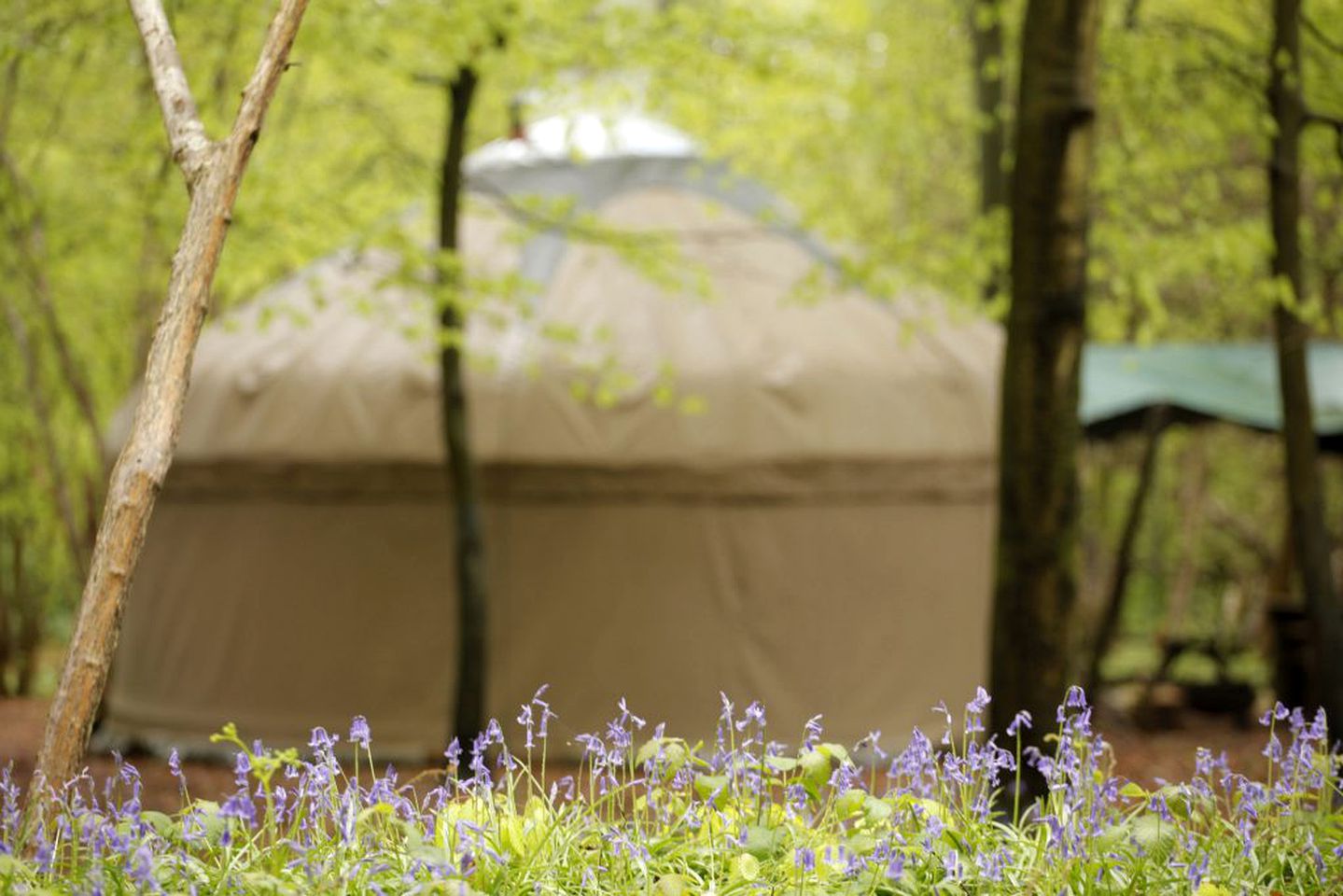 Family-Friendly Glamping Yurt in South Downs National Park near London, England