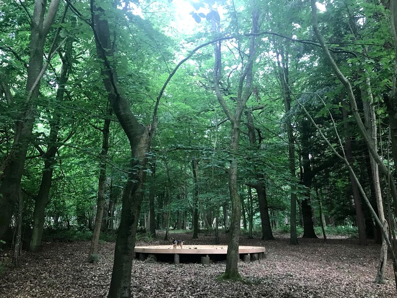 Family-Friendly Glamping Yurt in South Downs National Park near London, England