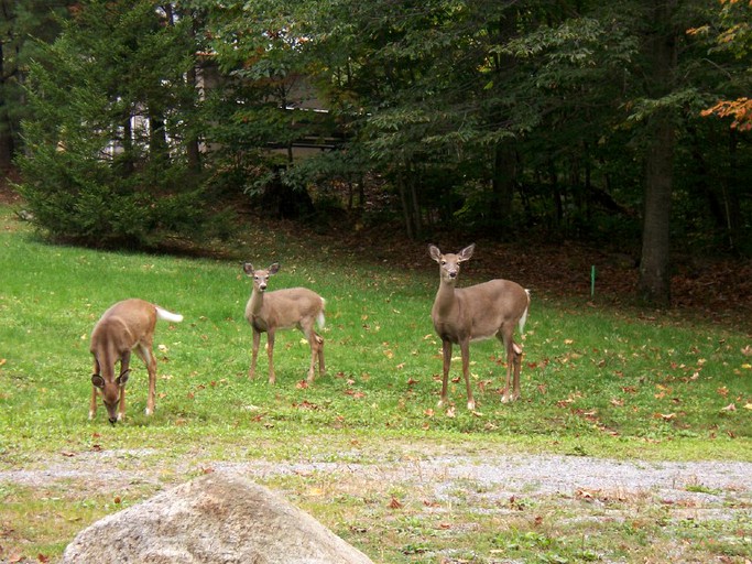 Cabins (Old Forge, New York, United States)