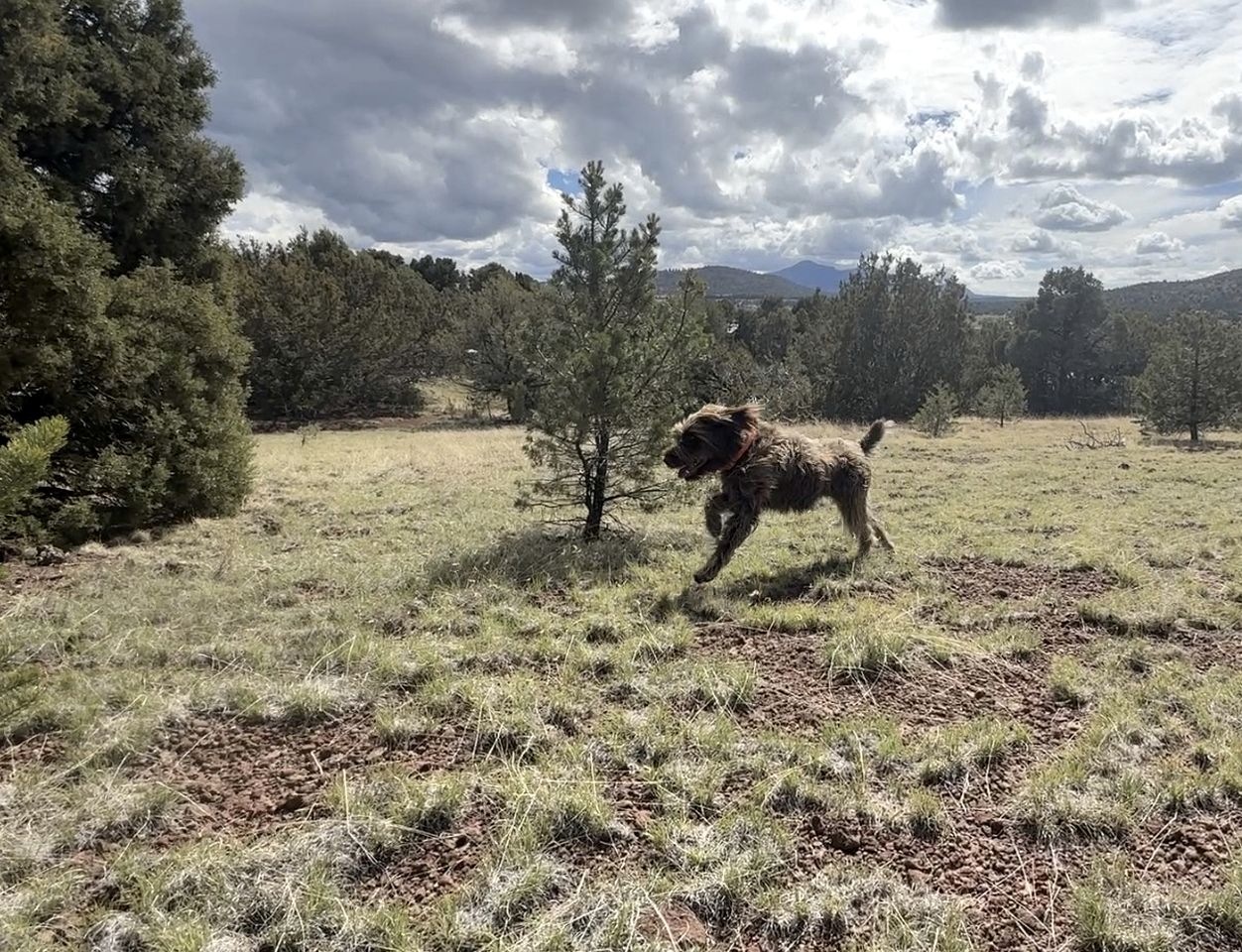 Modern Pet-Friendly A-Frame Cabin Retreat with Stargazing Deck & Mountain Views near Grand Canyon South Rim & Williams, Arizona
