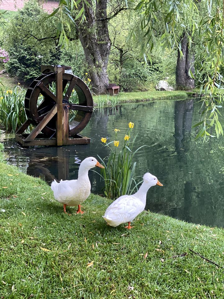 Breathtaking Airstream with Hot-tub and Petting Zoo in Sugar Grove, North Carolina