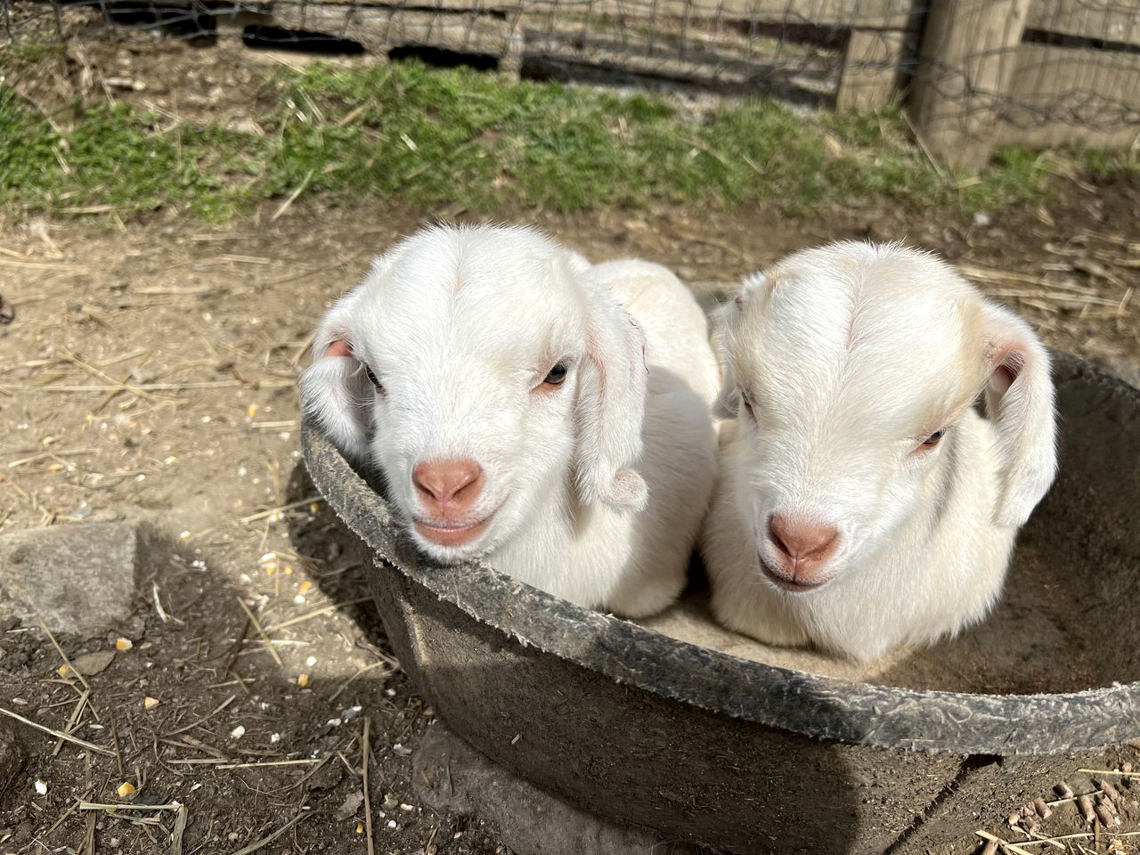 Breathtaking Airstream with Hot-tub and Petting Zoo in Sugar Grove, North Carolina