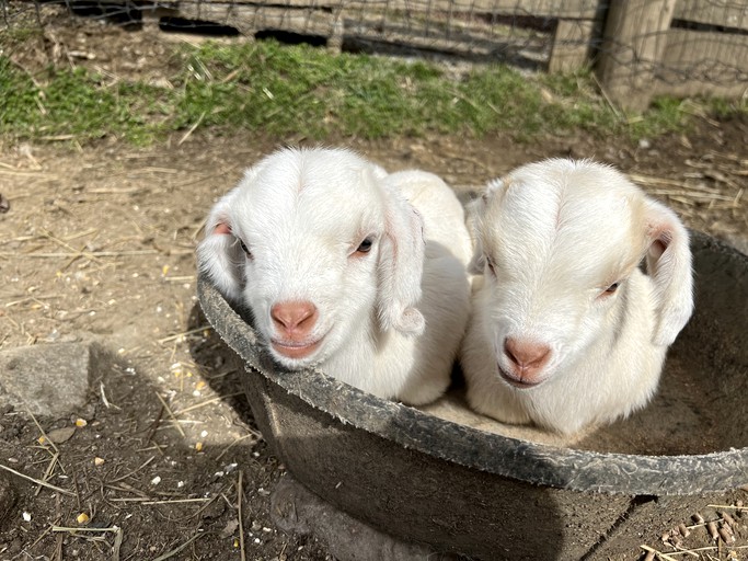 Airstreams (United States of America, Sugar Grove, North Carolina)