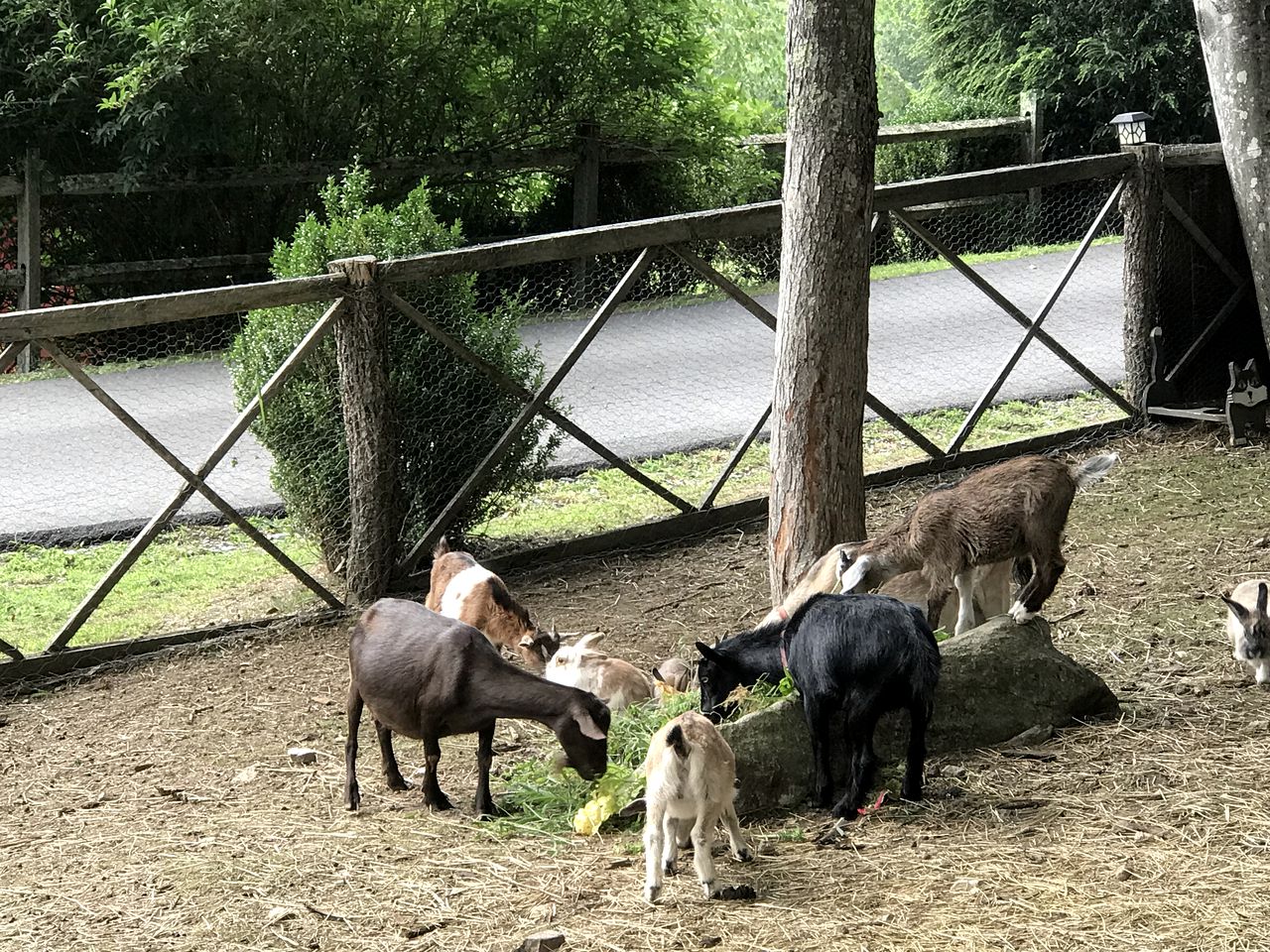 Breathtaking Airstream with Hot-tub and Petting Zoo in Sugar Grove, North Carolina
