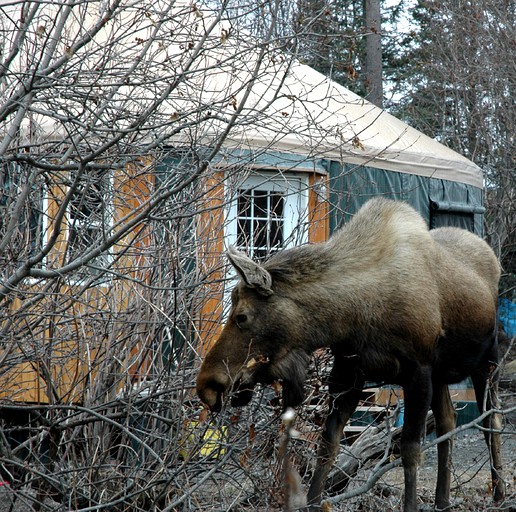 Yurts (Homer, Alaska, United States)