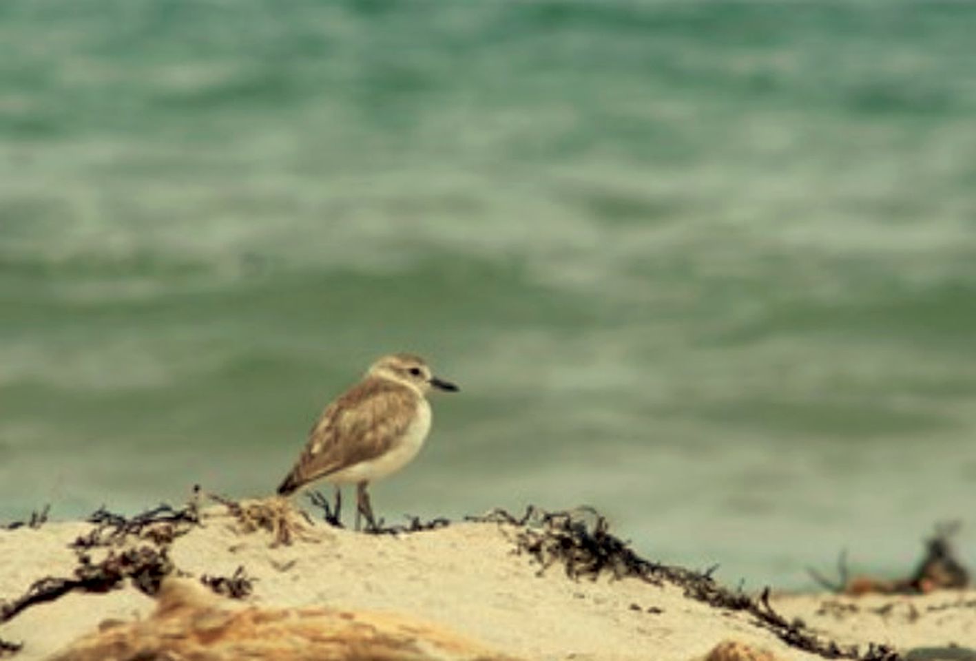 Superb Holiday Lodge with Observatory in Kuaotunu, South Island