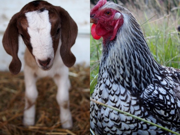 Alder Creek Guest Cottage, Cottages, Corvallis, United States of