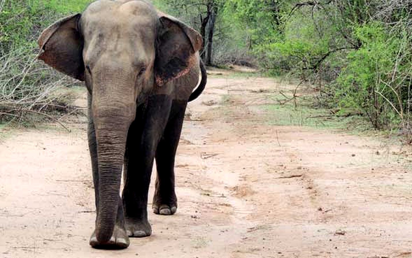 All-Inclusive Luxury Safari Tents in Udawalawe National Park, Sri Lanka