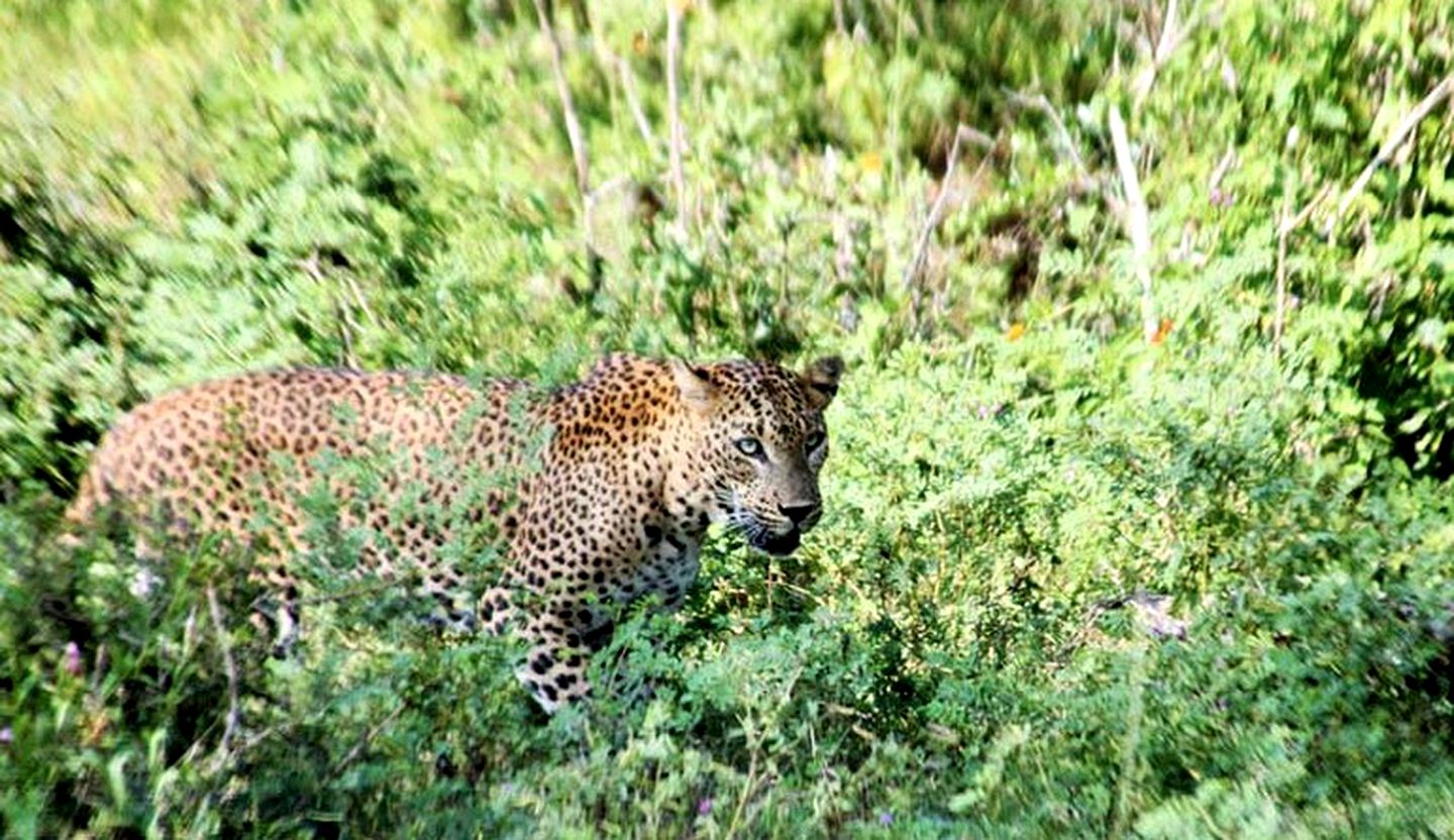 All-Inclusive Luxury Safari Tents in Udawalawe National Park, Sri Lanka