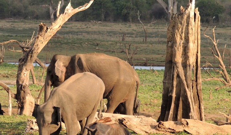 Safari Tents (Udawalawe, Uva Sabaragamuwa Province, Sri Lanka)