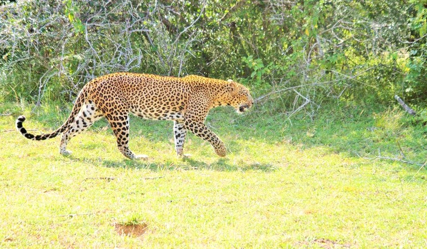 All-Inclusive Luxury Safari Tents in Udawalawe National Park, Sri Lanka