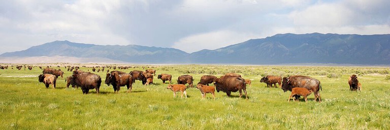 Nature Lodges (Mosca, Colorado, United States)