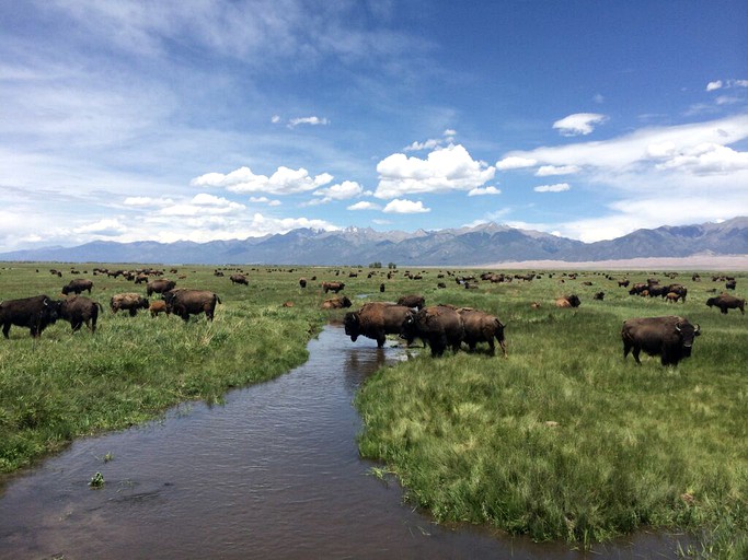 Nature Lodges (Mosca, Colorado, United States)