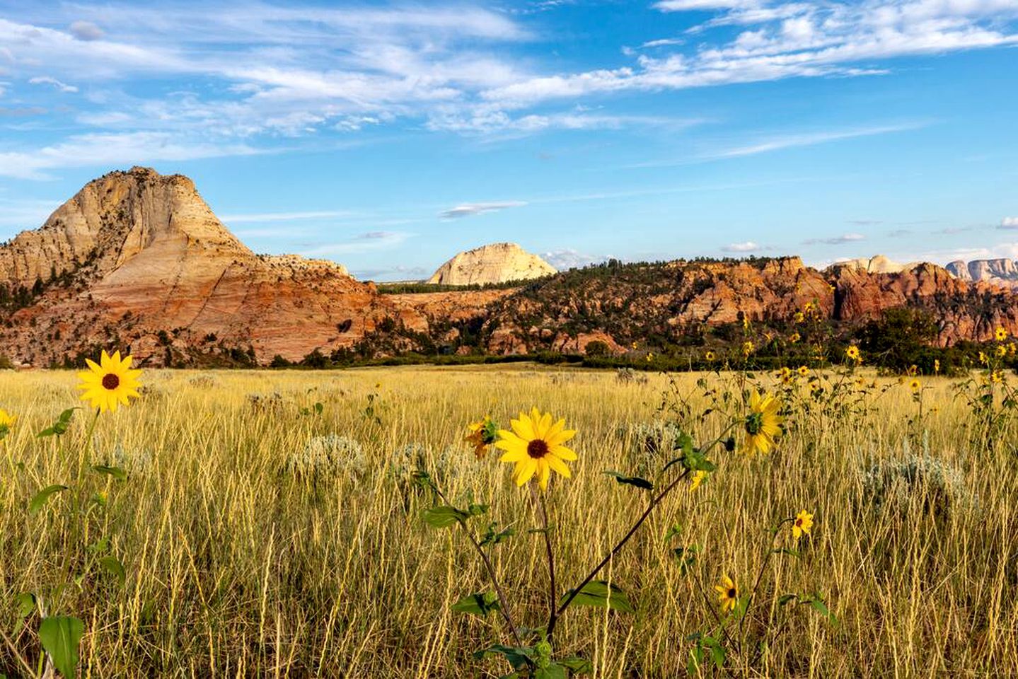 Explore Nature in Style: Discover This Tiny Home Getaway in Apple Valley, Utah