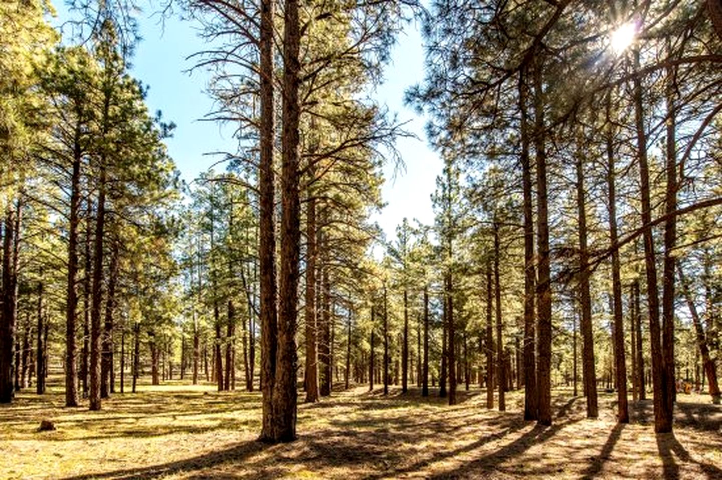 Cozy Historic Log Cabin with Fire Pit and Private Backyard on the Edge of the Kaibab National Forest in Parks, Arizona