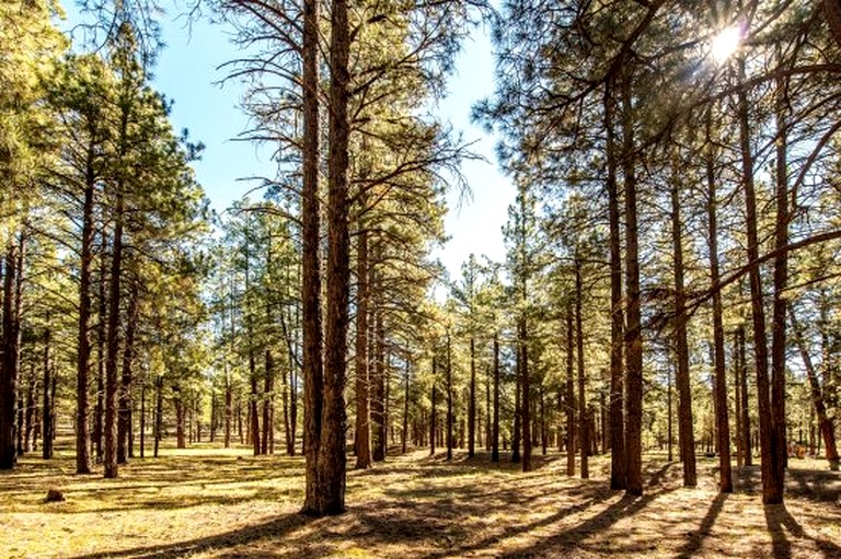 Log Cabins (United States of America, Parks, Arizona)