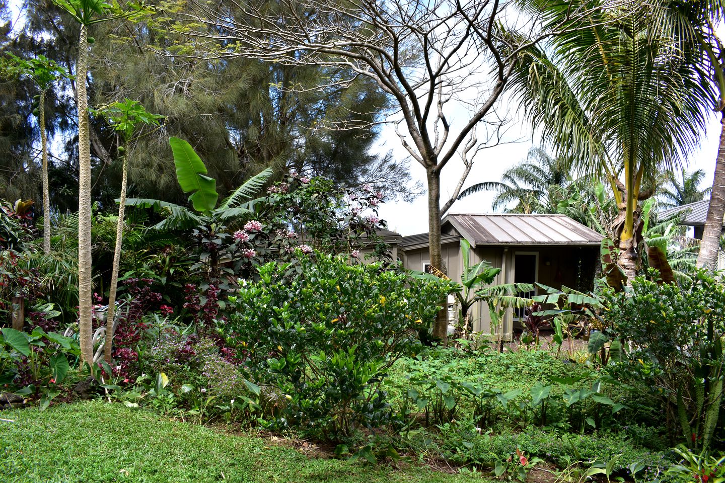 Unique Vacation Rental with Outdoor Bath in North Kohala, Hawaii