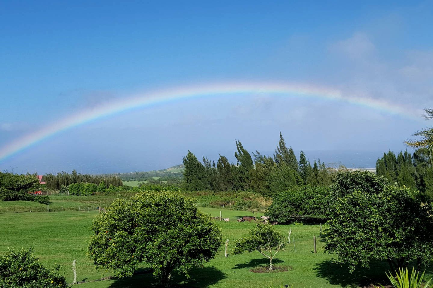 Modern and Eco-Friendly Bungalow on the Big Island of Hawaii