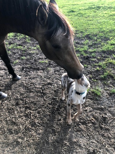 Vacation Rentals (Australia, --, --)