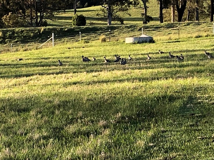 Vacation Rentals (Australia, --, --)