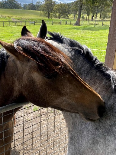 Vacation Rentals (Australia, --, --)