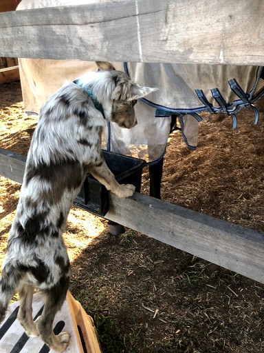 Vacation Rentals (Australia, --, --)