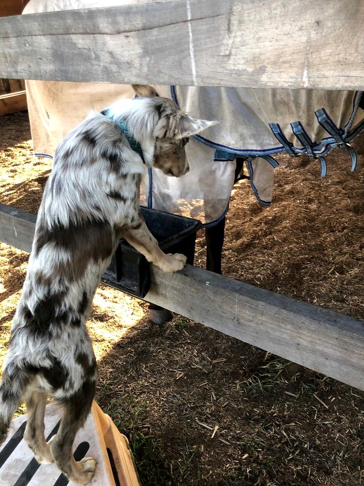 Beautiful Hilltop Tiny House with Breathtaking Views on a Cattle and Equine Training Property in Minimbah, New South Wales
