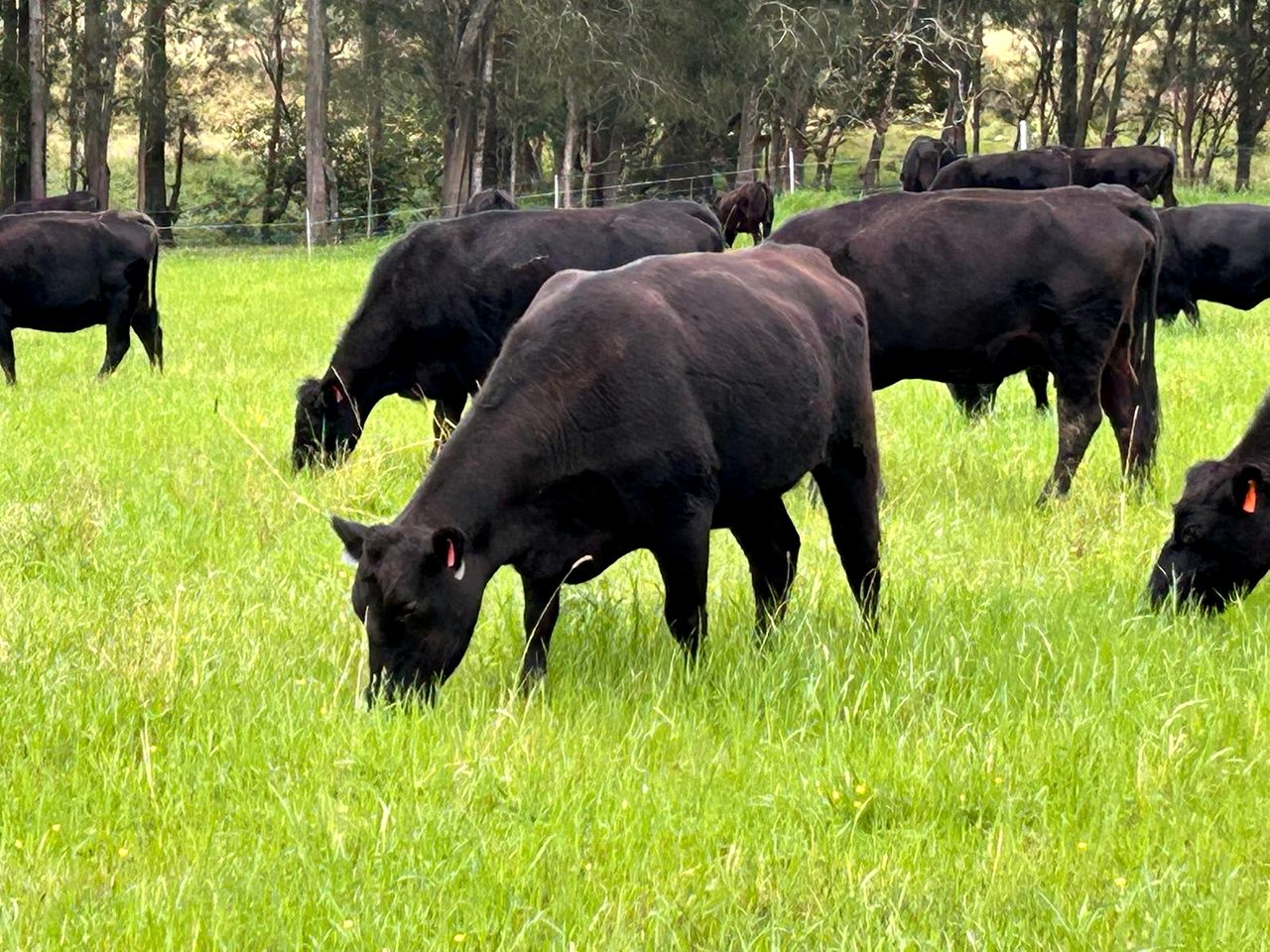 Beautiful Hilltop Tiny House with Breathtaking Views on a Cattle and Equine Training Property in Minimbah, New South Wales