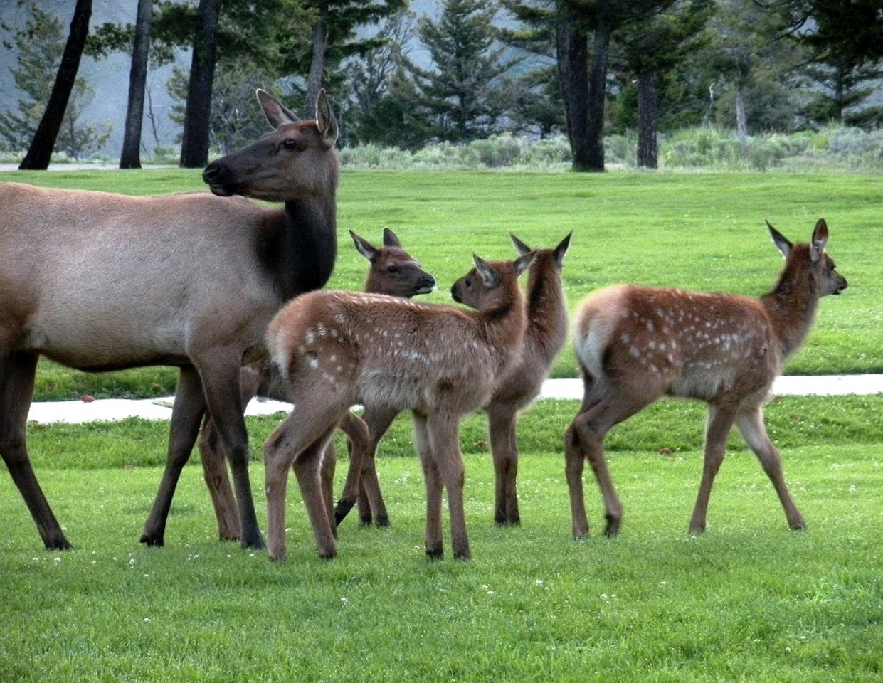 Amazing Bison Ranch with Western Flair near Yellowstone, Montana