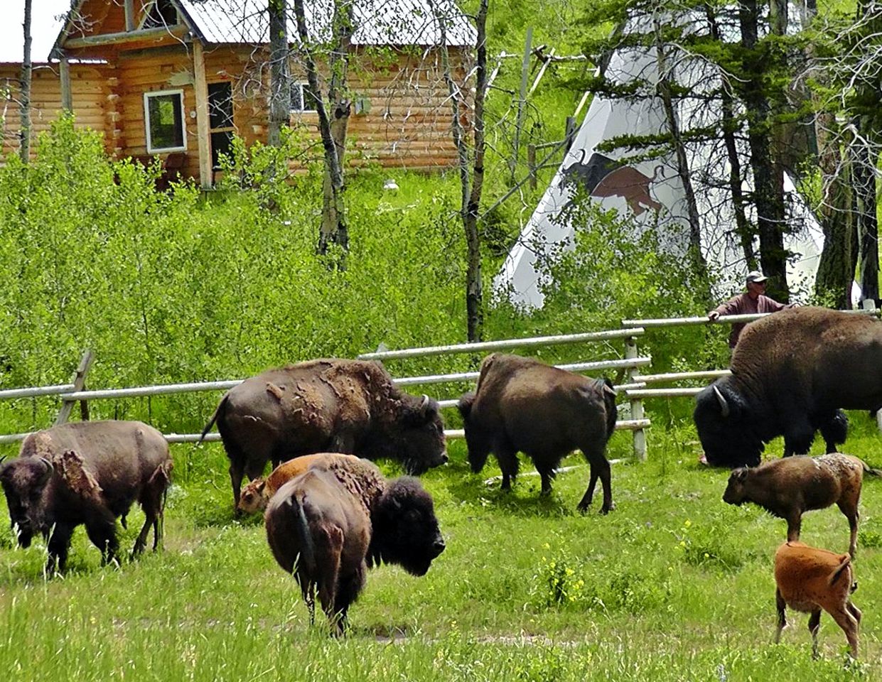 Amazing Bison Ranch with Western Flair near Yellowstone, Montana