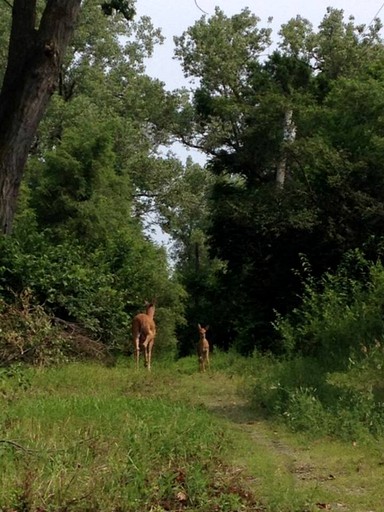 Villas (United States of America, Gary, Indiana)