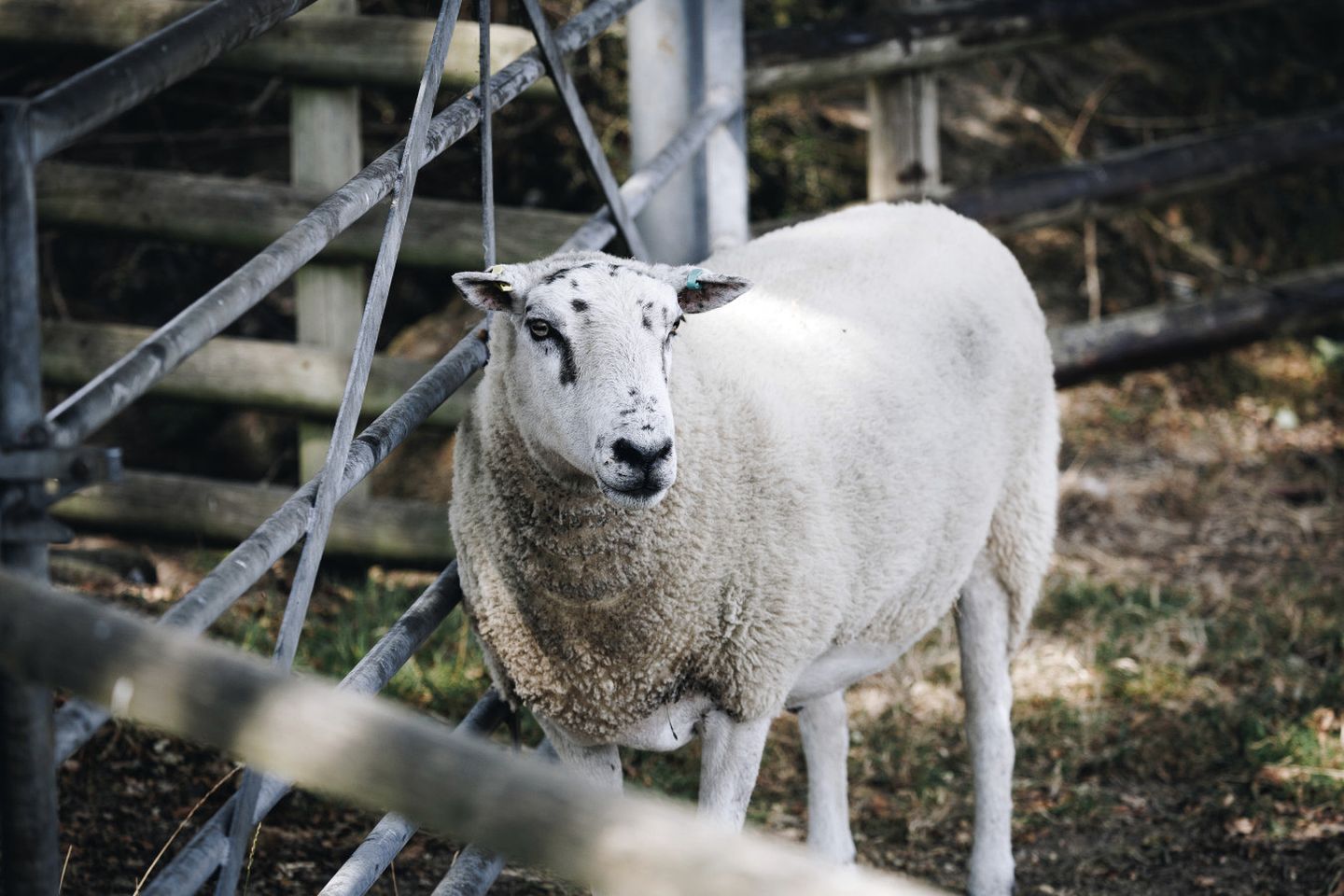 Amazing Family-Friendly Pod with Jacuzzi and BBQ in UK