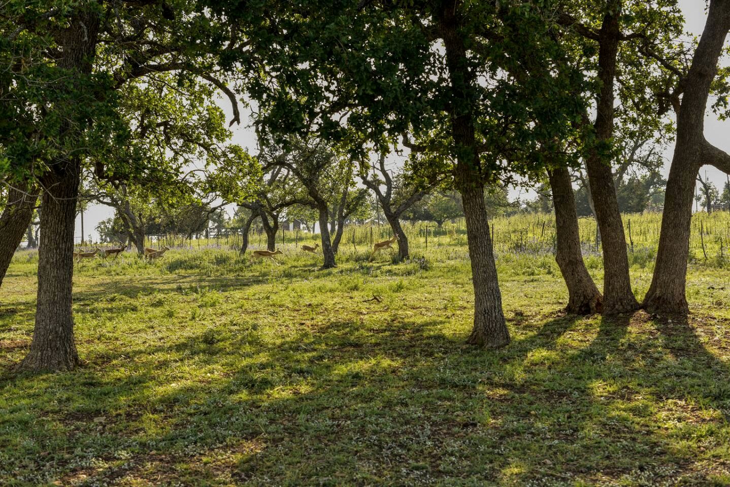 Amazing Secluded Container with Fire Pit in Fredericksburg, Texas
