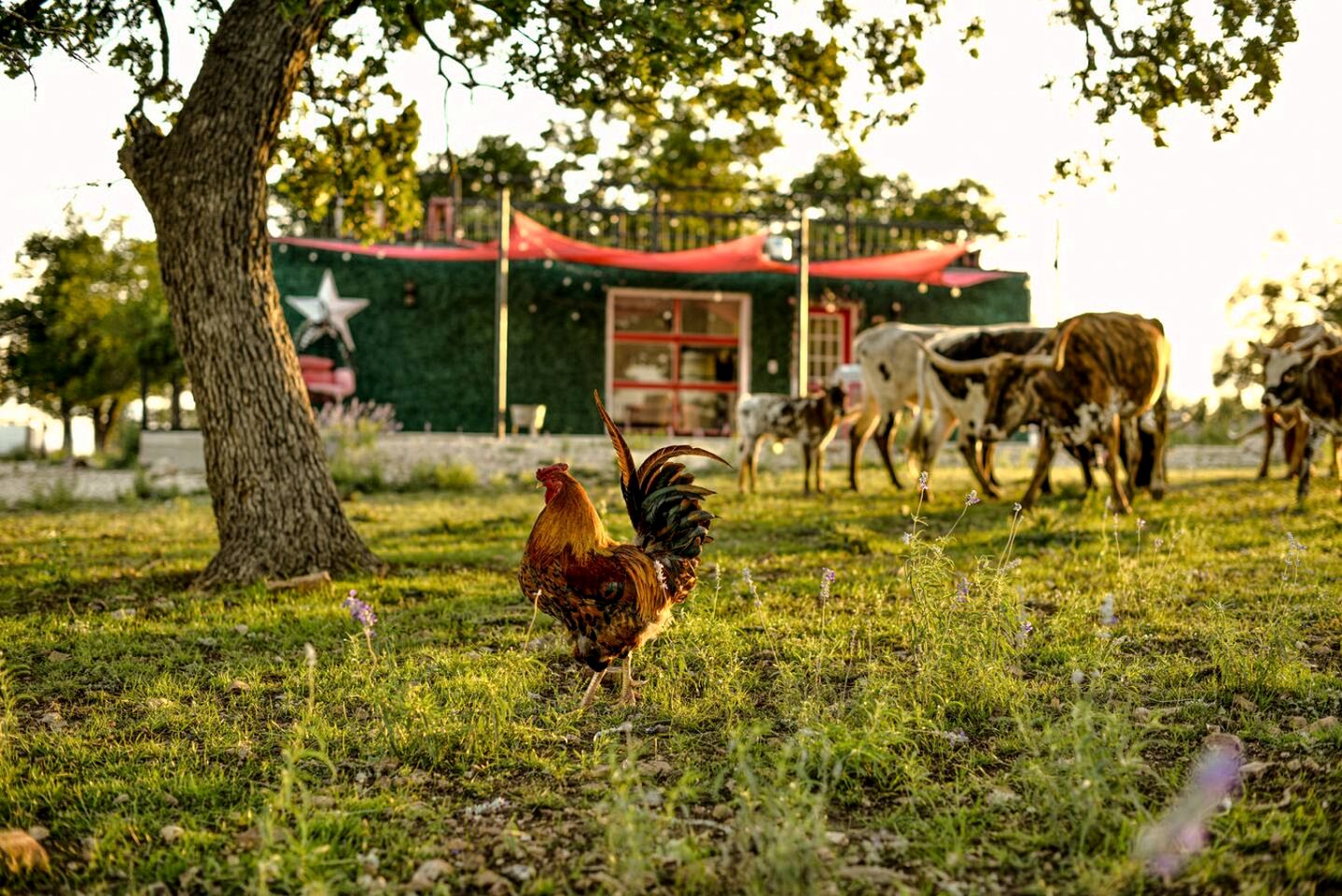 Containers (United States of America, Fredericksburg, Texas)