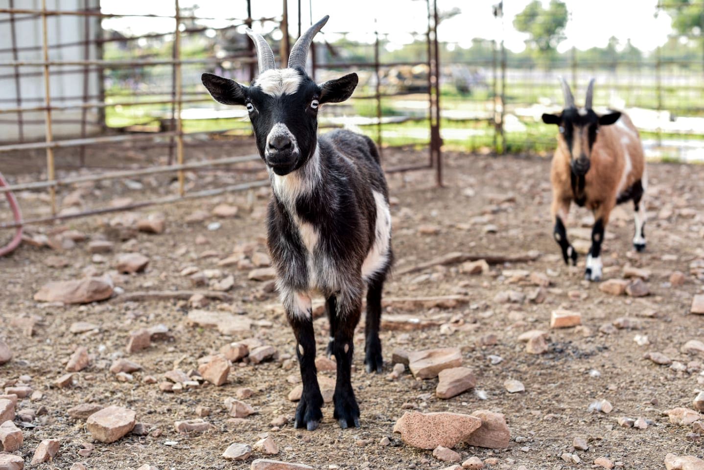 Amazing Secluded Container with Fire Pit in Fredericksburg, Texas