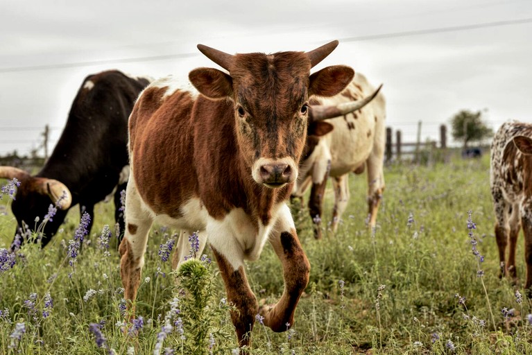 Containers (United States of America, Fredericksburg, Texas)
