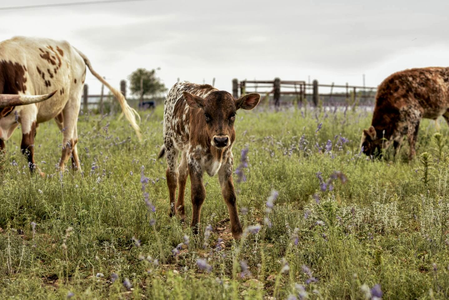 Amazing Secluded Container with Fire Pit in Fredericksburg, Texas